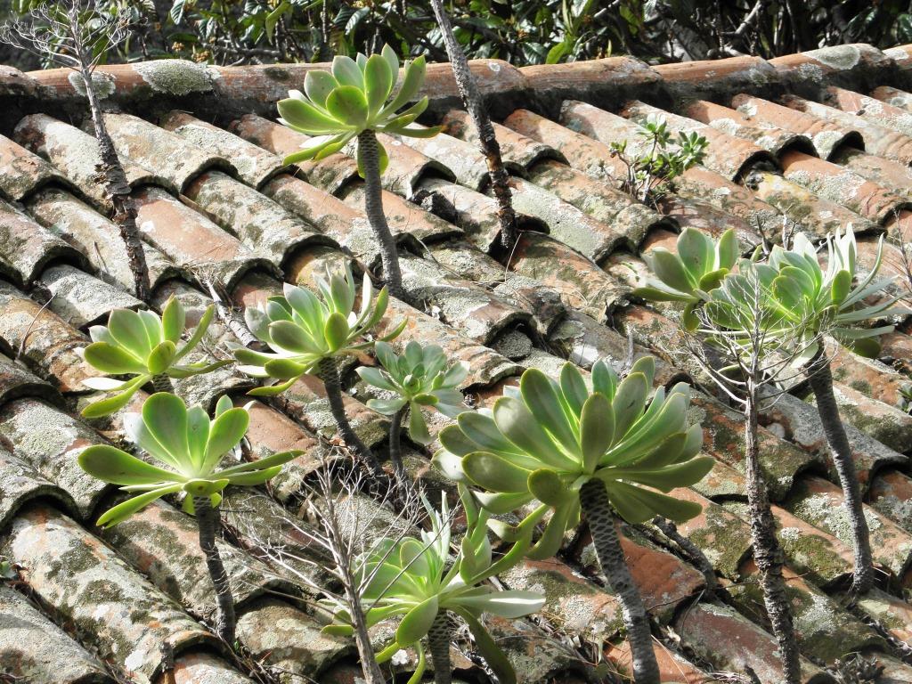 La Gomera - Palmental - 2010